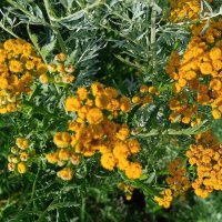 пижма :: Елена Шаламова