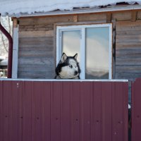 *** :: Андрей Дурапов
