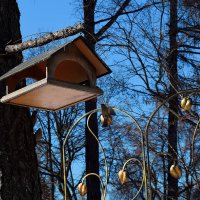 У кормушки воробьи. :: Татьяна Помогалова