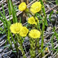 Одни из первых... :: Валентина * Одни из первых... :: Валентина *