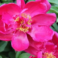 ПИОН -КРАСОТА И ЧУДО ПРИРОДЫ :: Валентина 