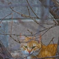 Я же просил ,на совещании меня не беспокоить...... :: Giant Tao /