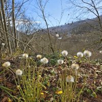 Весна в Сочи :: Tata Wolf