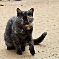 Зеленоградский кот. :: Валерия Комова Зеленоградский кот. :: Валерия Комова