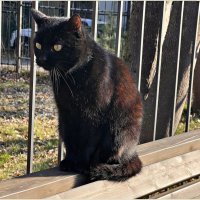 В городе котов. :: Валерия Комова