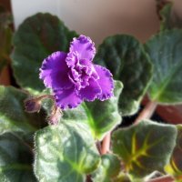 Фиалка :: Елена Семигина