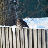 Воробьиный сыч. :: Sergey (Apg) Воробьиный сыч. :: Sergey (Apg)