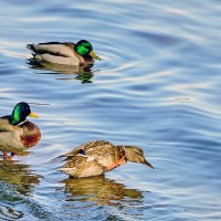 Троица :: Alexandеr P