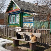 МАРТОВСКИЕ КОТЫ :: СЕРГЕЙ ФИЛОЧКИН