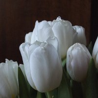 Букет :: Freddy 97