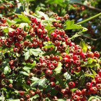 Боярышник :: Freddy 97