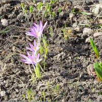 15 марта 2026 :: Сеня Белгородский