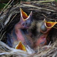 Дрозды :: краснов юрий 