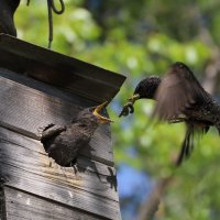Скворец :: краснов юрий Скворец :: краснов юрий