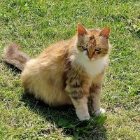 Скоро буду мамой. Дайте рыбки! :: Валерий Судачок