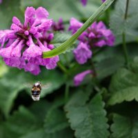 Вижу цель, не вижу препятствий :: Вячеслав Владимирович