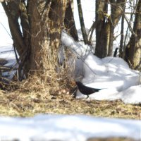 Чёрный дрозд, самец :: Сергей Владимирович Егоров