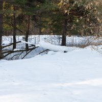 Март :: Александр Синдерёв