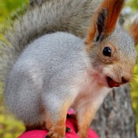 Белка :: Savayr Белка :: Savayr