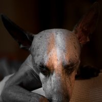 Вечерний пёс :: Григорий Иванов