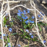 Раскраски весны :: Сеня Белгородский