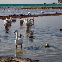 На Каспии :: Анатолий Чикчирный