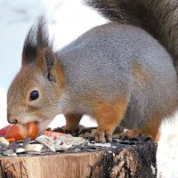 Завтрак :: Лина 