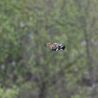 удот в полете.весна Лазоревское. :: юрий макаров удот в полете.весна Лазоревское. :: юрий макаров