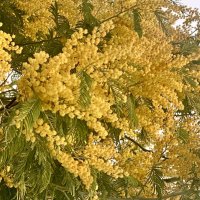 Как красиво когда на дереве, а не засохшая … :: Alexey YakovLev