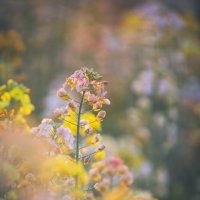 Весна в Ханчжоу — рапсовые поля в пастельных тонах :: Дмитрий 