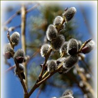 Весна просыпается ... :: Валентина Надсон Весна просыпается ... :: Валентина Надсон