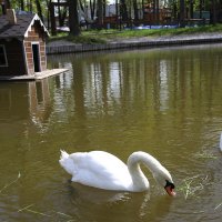 Лебеди :: Владимир Гришин Лебеди :: Владимир Гришин