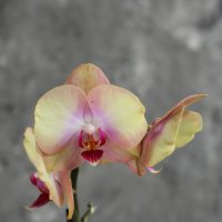 Моя коллекция орхидей :: Irene Irene Моя коллекция орхидей :: Irene Irene