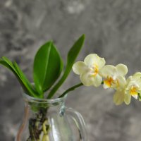 Моя коллекция орхидей :: Irene Irene