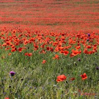 Природа Крыма :: Изумительная Космея Природа Крыма :: Изумительная Космея