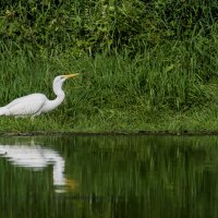 На охоте. :: Sergey (Apg) На охоте. :: Sergey (Apg)