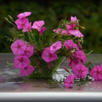 Вьюнки. :: nadyasilyuk Вознюк