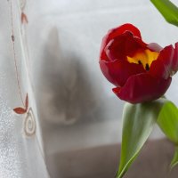 Спрятался, потом уснул :: LudMila 