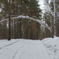 Под тяжестью зимы . :: Мила Бовкун