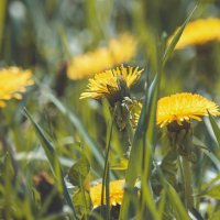 *** :: Виктор Иванович Чернюк