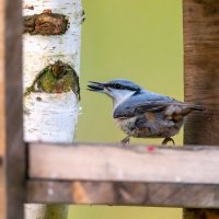 Поползень :: Владимир Лазарев