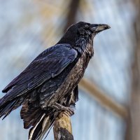 Ворон :: SanSan 