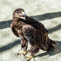 Степной орёл :: SanSan 