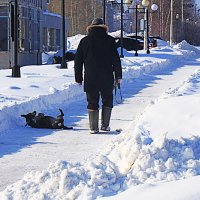 Март...Пес катается к морозу! :: Владимир 