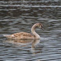 Молодой лебедь :: Игорь Сикорский