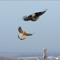 Битва :: Сеня Белгородский