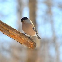 Снегириха - самка снегиря :: Татьяна Лютаева