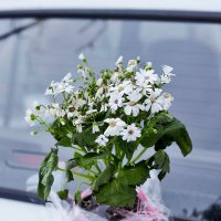 Отражение букета :: Юрий Гайворонскiий