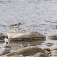 кулик :: юрий макаров