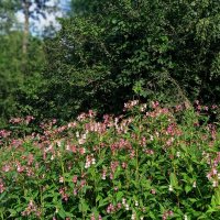 Екатеринбург. окраина :: Елена Шаламова